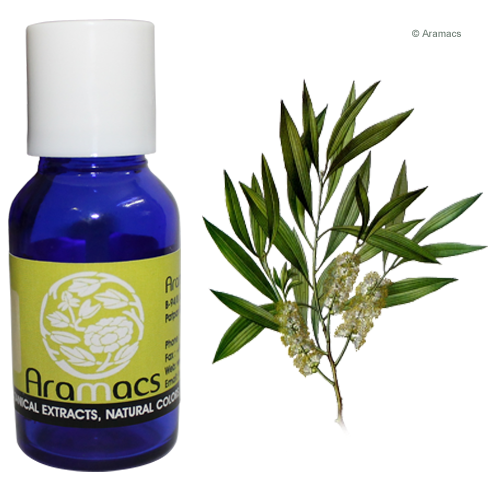 Cajeput (White Tea Tree) Essential Oil – Mountain Spirit Herbal Co.